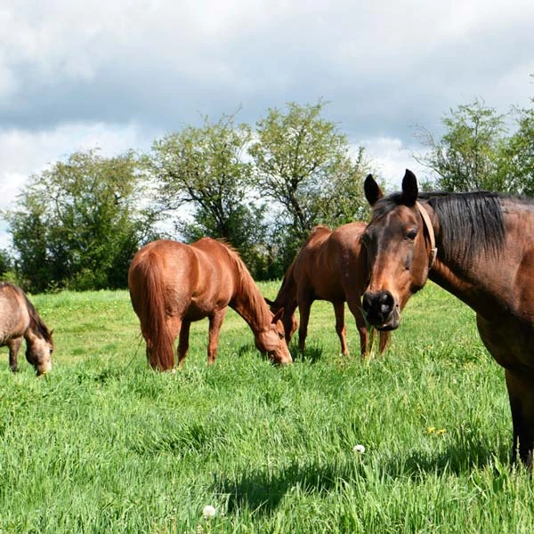 Pension pour chevaux à Villebret, Allier